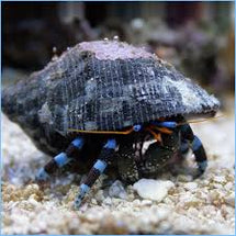 Blue Leg Hermit Crab