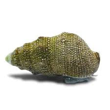 Cerith Snail - Cerithium atratum
