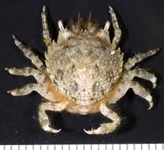 Pithos Crab - Pitho mirabilis