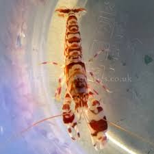 Pistol Shrimp; Tiger - Alpheus sp.