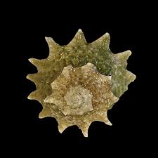 Star Snail - Cypraea sp.