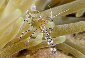 Anemone Shrimp - Periclimenes sp.