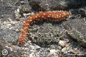 Tiger Tail Cucumber - Stichopus sp.
