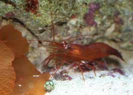 Peppermint Shrimp; Atl. - Lysmata wurdemanni