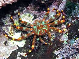 Sally Lightfoot Crab; Pac. - Percnon sp.