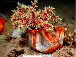 Sea Apple; Australia - Pseudocolchirus violaceus