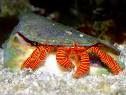 Halloween Hermit Crab - Ciliopagurus strigatus