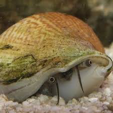 Dog Conch - Laevistrombus canarium