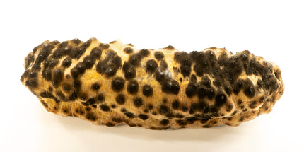 Leopard Sea Cucumber