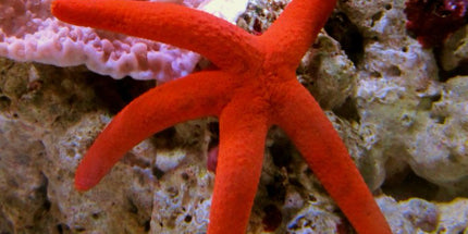 Linkia Starfish Orange