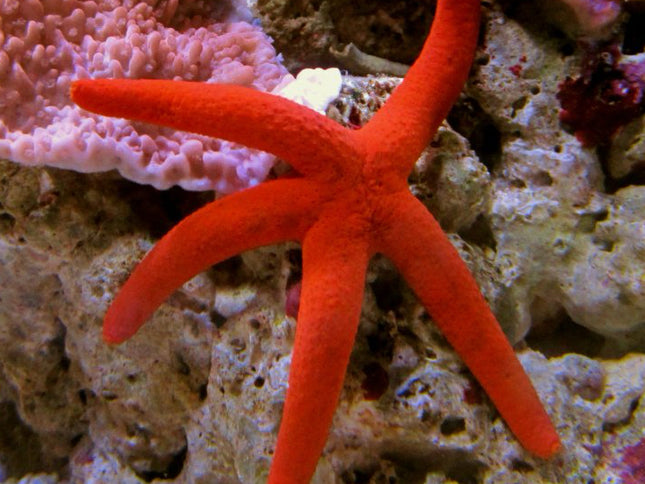 Linkia Starfish Orange
