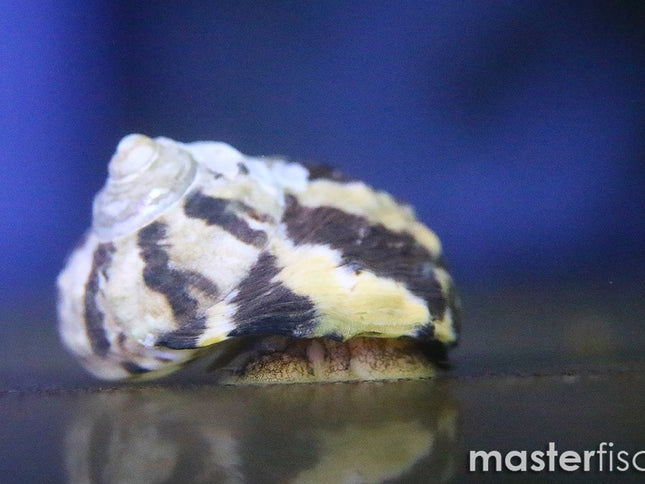 Zebra Turbo - Turbo Fluctuosus