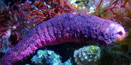 Pink & Black Cucumber