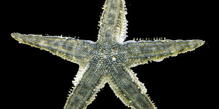 Sand Sifting Starfish