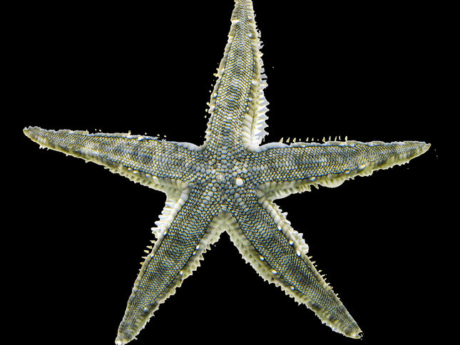 Sand Sifting Starfish