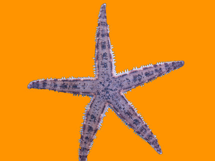 Sand Sifting Starfish