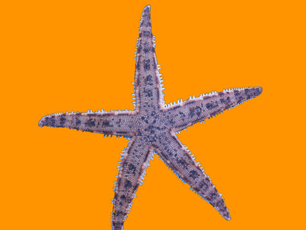 Collection image for: Detritus