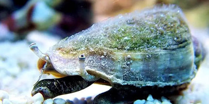 Fighting Conch - Strombus alatus