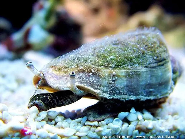 Fighting Conch - Strombus alatus