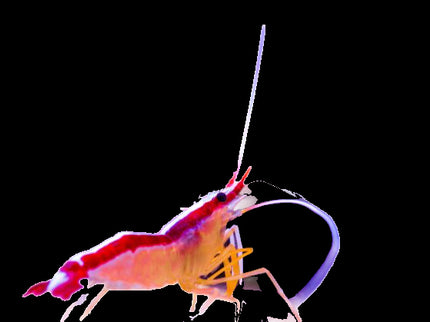 Scarlet Cleaner Shrimp