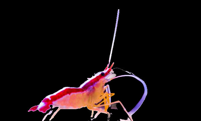 Scarlet Cleaner Shrimp